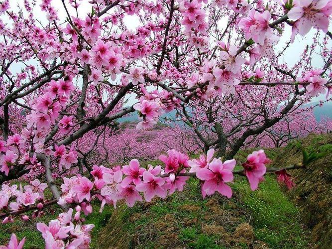 催旺桃花运嘚九种奇妙风水物品